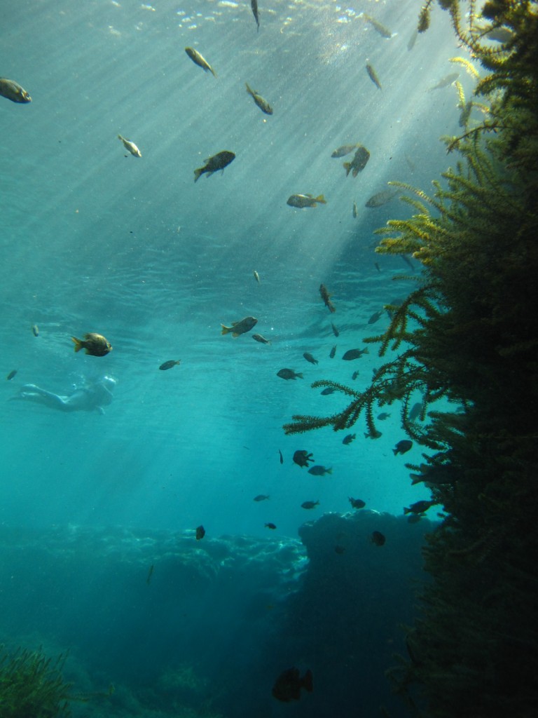 Blue Springs, near High Springs, FL (photo: Blake Harvey)