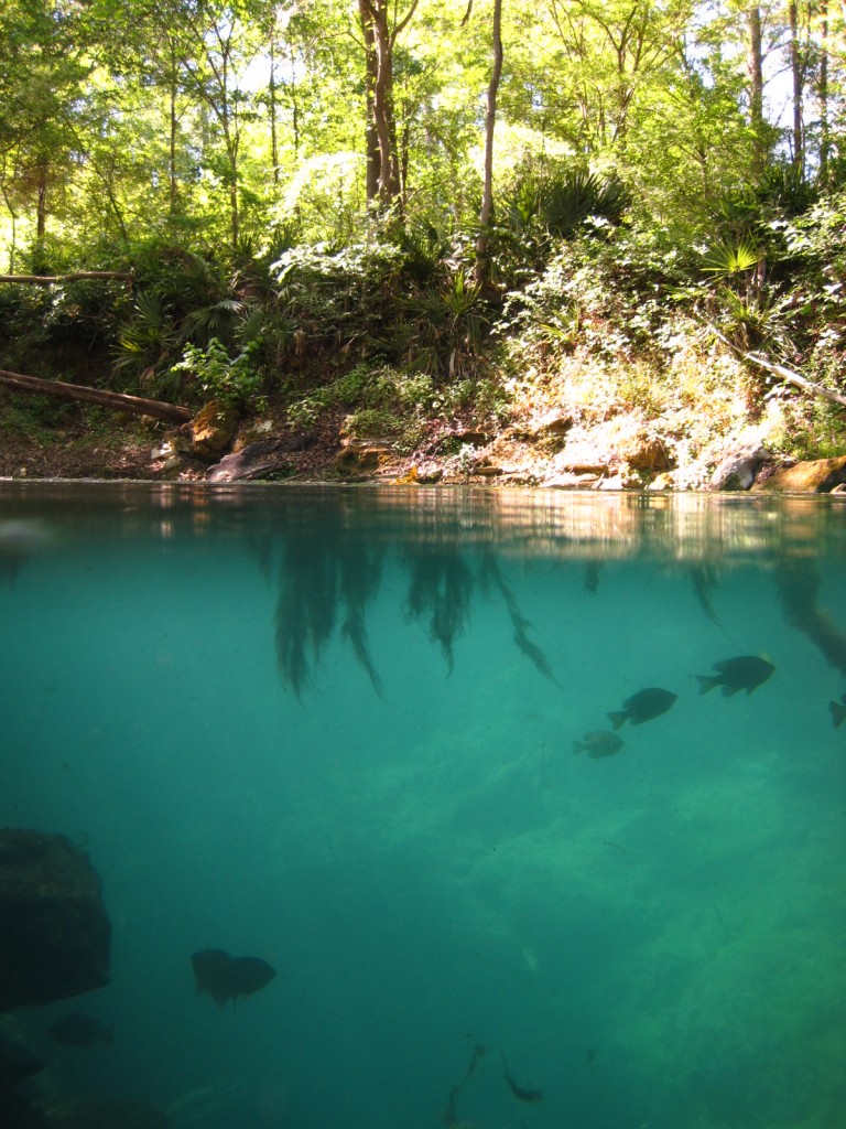Peacock Springs - near Live Oak, FL