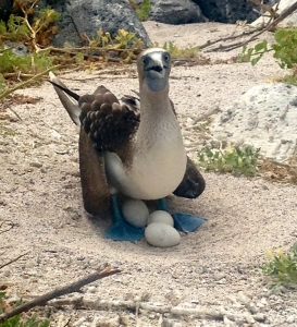This Blue-footed Booby has no need for a tree nest.