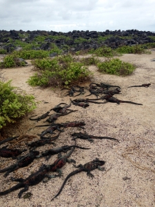 Seriously...masses of iguanas!